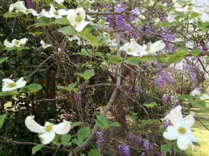 wisteria_dogwood