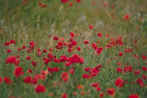 poppies