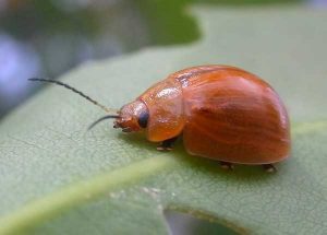 eucalyptus-leaf-beetle