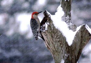 Woodpecker enjoying a snag.