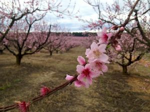 peach-blossoms