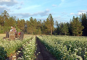 planting