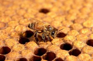 Honey bees are threatened by an increasing number of environmental problems and pests, such as the tiny parasitic varroa mite clinging to the neck of this bee. image by: U.S. Department of Agriculture