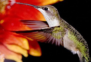 hummingbird