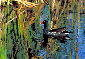 moorhen