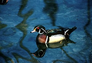 woodduck