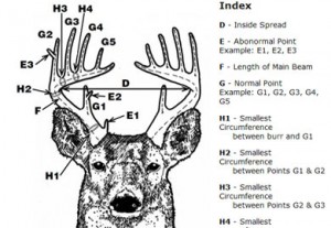 antler-score