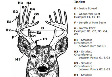 Antler Identification Chart