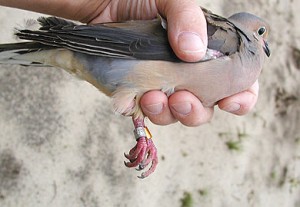 banded-mourning-dove