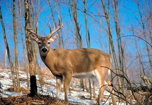 deer6