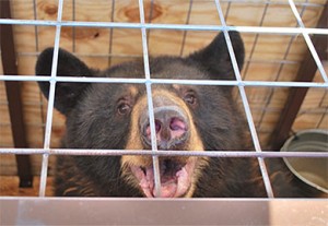 bear9