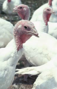 Domestic Turkey