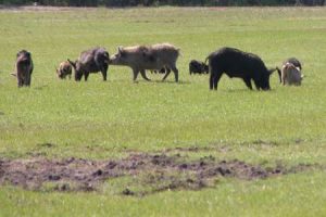 The hogs’ early age of sexual maturity, ability to breed multiple times per year, large litter sizes and extended natural life span means that their numbers are exploding.