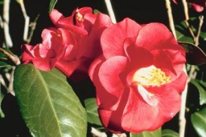 camellia2