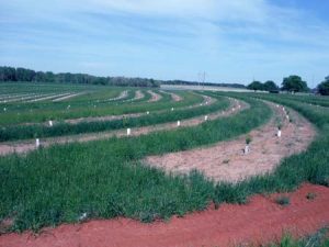 Recent plantings of peach trees herald the continued growth of the peach industry in this area.