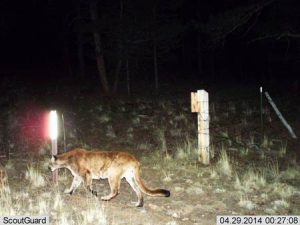 A cougar in Colorado