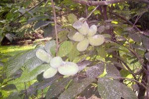 Paw paws growing on the Bill Moody tree.