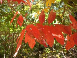 Sourwood trees are beginning to turn in the middle and upper elevations.