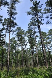 “Pine decline” is thought to be caused by a combination of factors, including stress, bugs and fungus. Image Credit: Clemson University