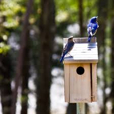 Bluebird boxes at the National Wild Turkey Federation.