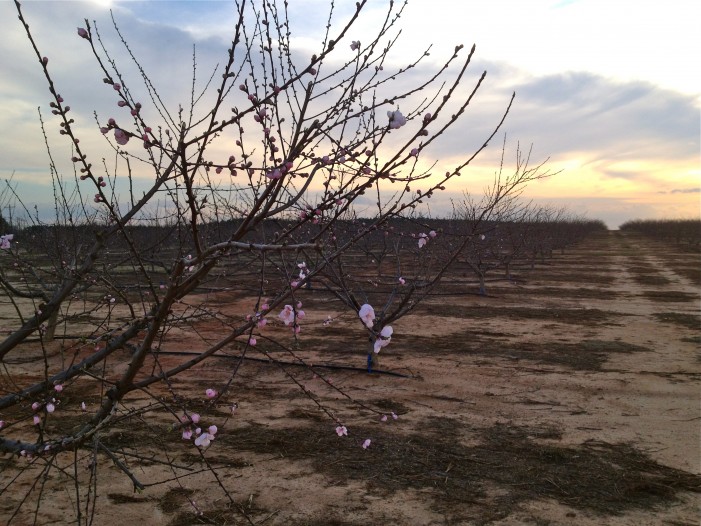 Early Peach Blossoms