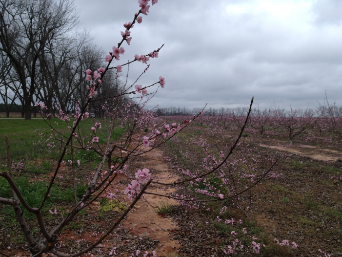 Prunings 2/29/12