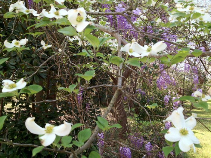 Wisteria Opens to Spring