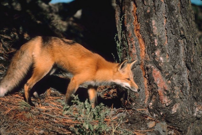 Fox Tests Positive for Rabies