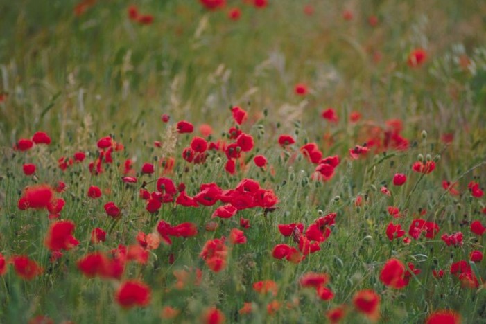 Poppy Days This Weekend – May 24,25