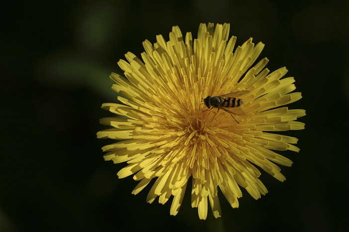 “Bee” Good to Pollinators