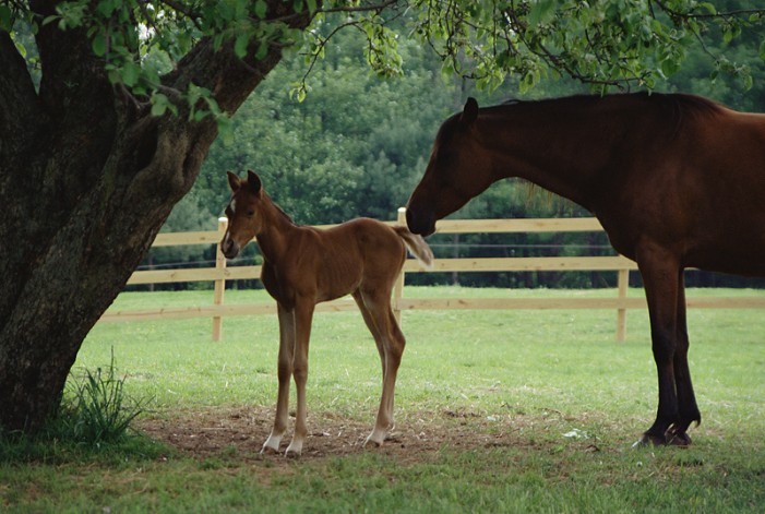 Cases of Eastern Equine Encephalitis in SC