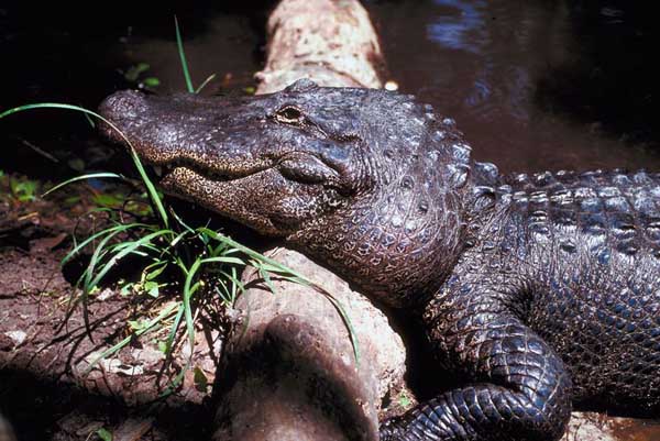 SCDNR Schedules Alligator Hunting Seminars