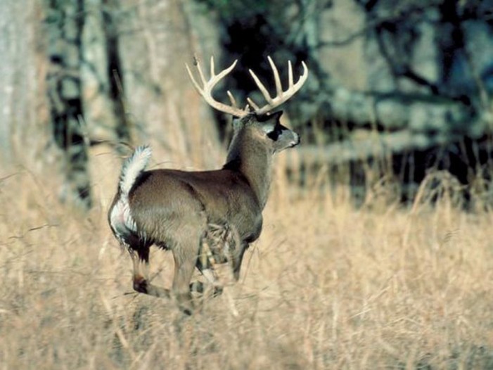 Law’s Wording Clarifies Deer Baiting Issue