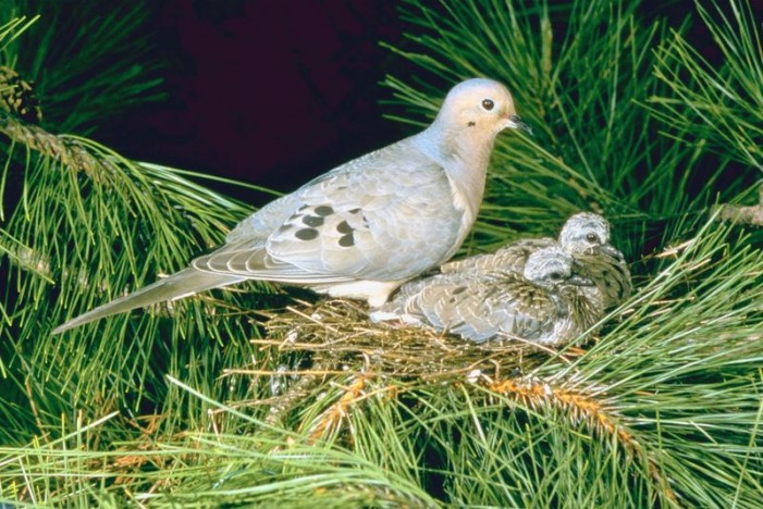 Successful Fall Dove Hunt Depends on Planning, Preparing Fields Now