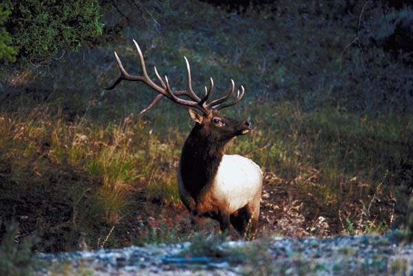 Import of Deer, Elk Parts into S.C. Limited by State Regulation