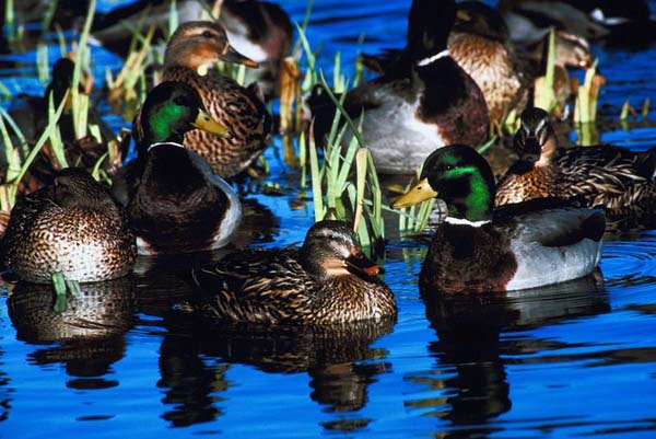 Late-Season Migratory Bird Regulations Set