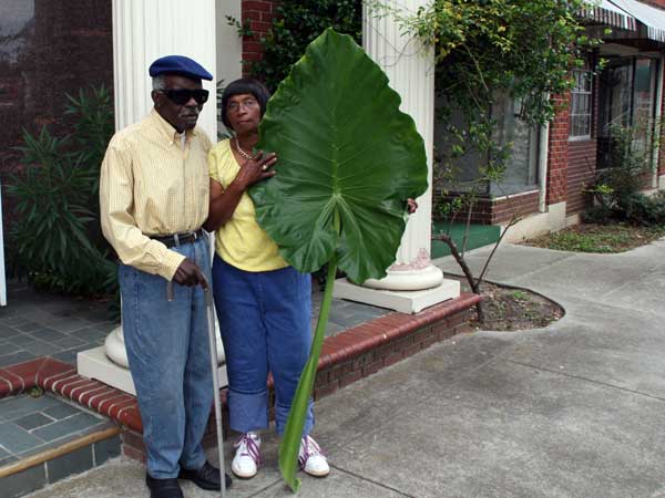 The Elephant Ear Story