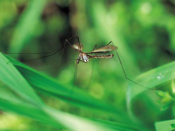 Consequences of Cool, Wet Spring: More Bugs, Late Planting