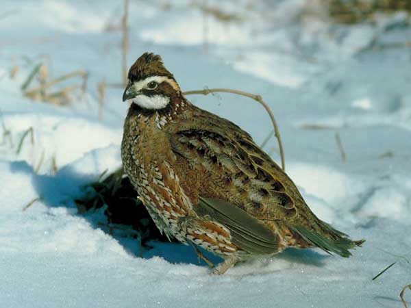 Preserve Fall, Winter Habitat for Quail, Rabbits