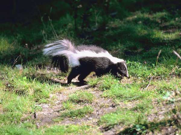 Edgefield County Skunk Positive for Rabies