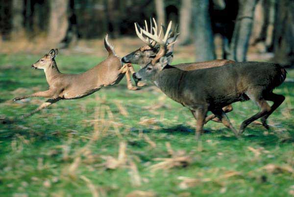 Baiting for Deer Now Legal in All of SC