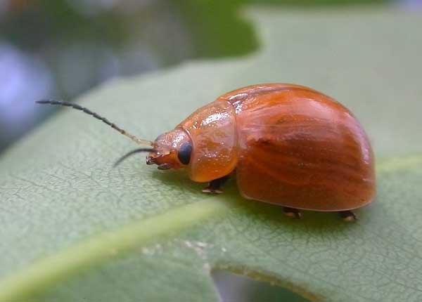 Clemson Extension Agent Identifies New Invasive Pest in S.C.