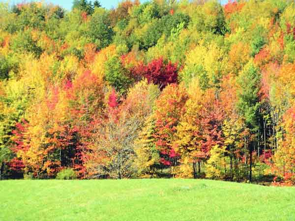 Options Abound for SC Landowners Looking to Plant Trees