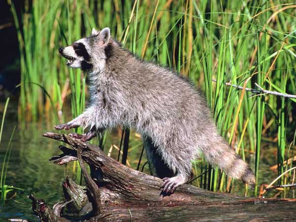 Youth Coon Hunt to be Held in Edgefield on Saturday, Nov. 3