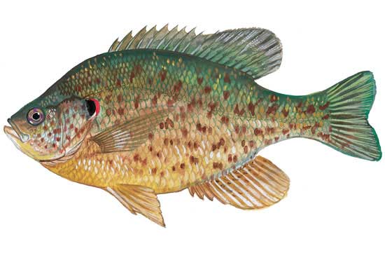 SCDNR to Stock 15,000 Redear Sunfish in Savannah River Near Edgefield/McCormick