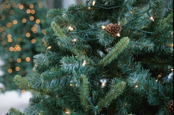 After the Holidays, Let Christmas Trees Benefit Fish and Wildlife