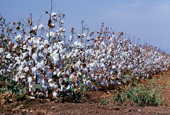 S.C. Farmers Join the Boll Weevil Fight in Texas