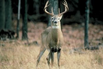 Proposed Deer Baiting Bill Passed By SC Senate (Updated)