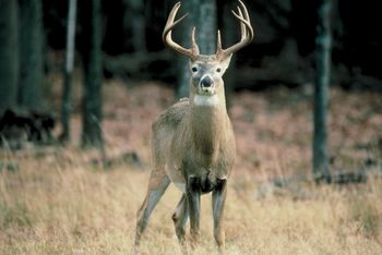 State Antler Records Remain at High Level This Year