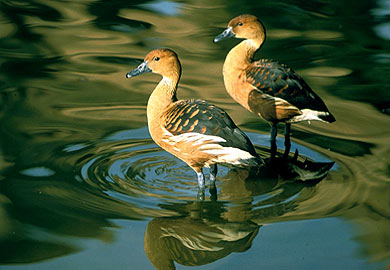 Late-Season Migratory Bird Season Continues